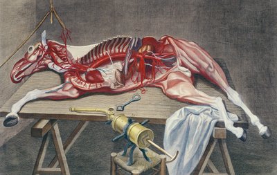 Dissection of a horse, from 